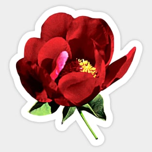 Peonies - One Red Peony Sticker